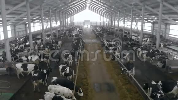 一大群牛棚里挤满了黑白母牛视频的预览图