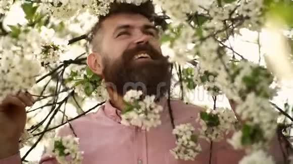大胡子的雄脸靠近盛开的樱花树留着樱花的嬉皮士有胡子和胡子的男人视频的预览图