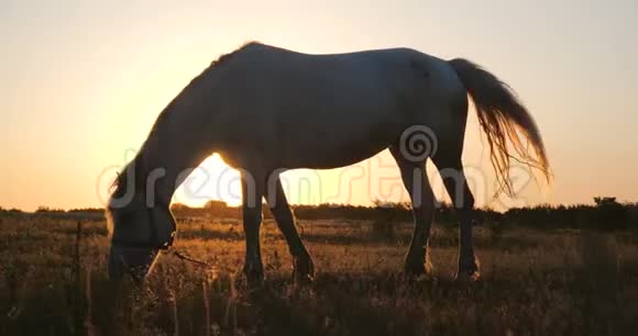 夏天日落时分白马在大草坪上吃草视频的预览图