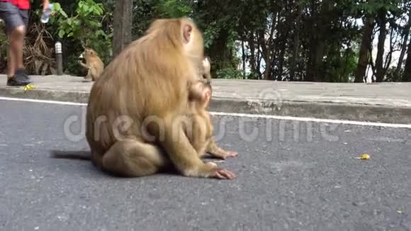 带着孩子的大猴子棕色的眼睛毛茸茸的皮毛和有趣的步态视频的预览图