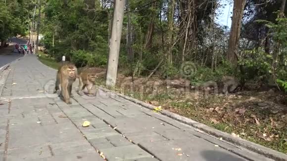 带着孩子的大猴子棕色的眼睛毛茸茸的皮毛和有趣的步态视频的预览图