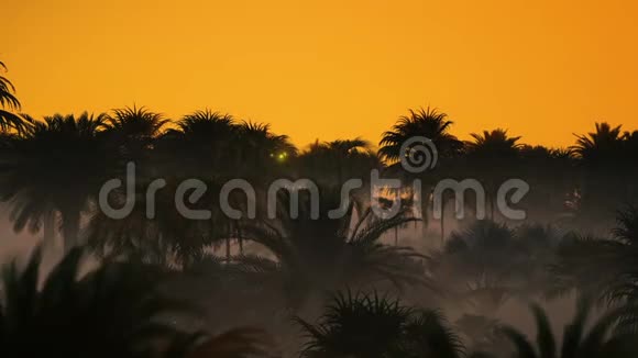 棕榈林上的雾和日出视频的预览图