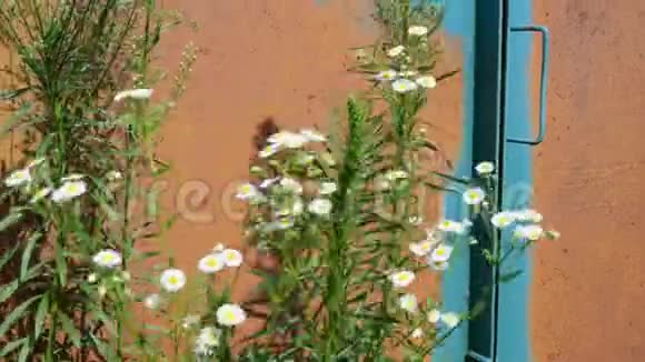 洋甘菊雏菊和其他野花的背景生长着长满了古老的锈迹斑斑的金属大门和摇摆的植被视频的预览图