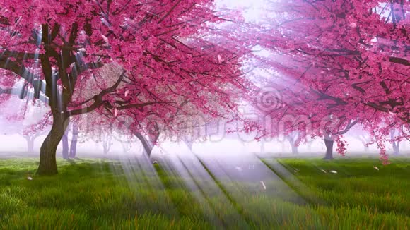 阳光下盛开的樱花树视频的预览图
