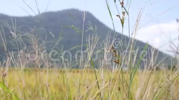 黄水稻田和黄金稻穗秆准备收割有机稻稻田准备收割视频的预览图