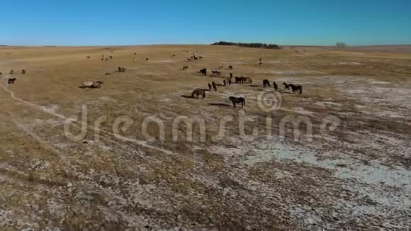空中无人驾驶飞机穿过秋天牧场的马视频的预览图