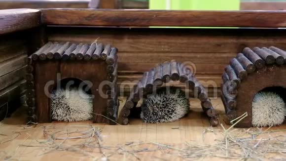 刺猬睡在动物园的房子里视频的预览图