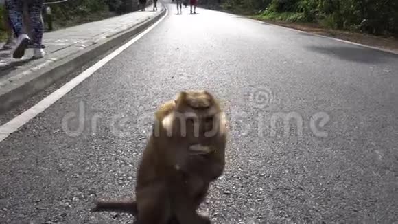 猴子用体贴的眼神吃香蕉一群猴子想着拿还是不拿视频的预览图