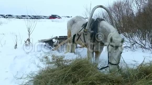 冬天在森林附近的白马和雪橇视频的预览图