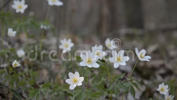 春天的树林里有白色的花视频的预览图