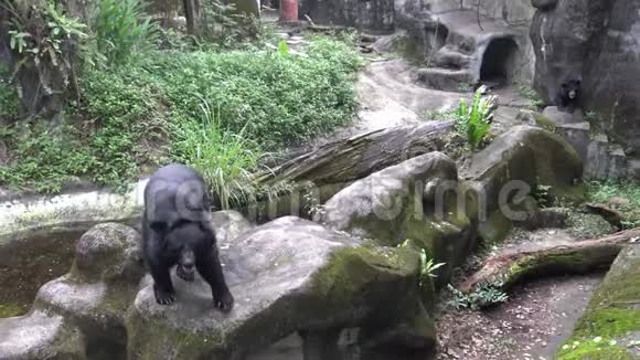 一只成年福沙黑熊在动物园里散步一天炎热的夏天视频的预览图