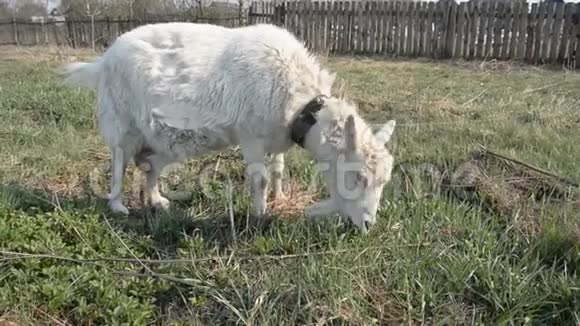 肮脏的俄罗斯山羊在草地上播种吃青草视频的预览图