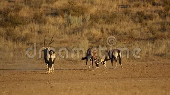 与格姆斯博克羚羊战斗卡拉哈里沙漠视频的预览图