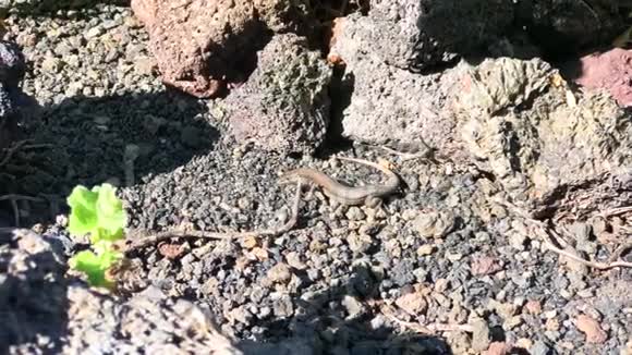 有日光浴的蜥蜴兰萨罗特加那利群岛西班牙4k录像视频的预览图