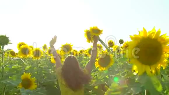美女奔跑在黄葵花田上举手自由概念户外快乐的女人收获向日葵视频的预览图