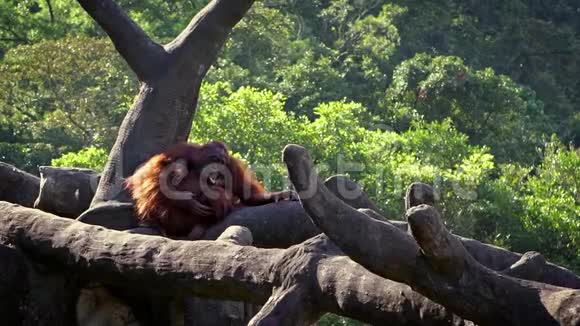 母幼猩猩在森林树木上的缓慢运动视频的预览图