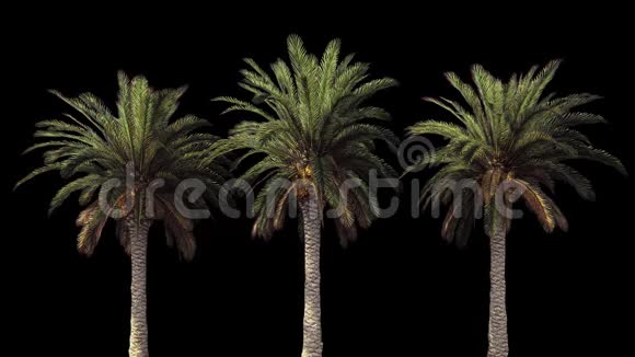 棕榈树在风中有阿尔法频道编解码器PNG阿尔法美丽的夏天循环的背景视频的预览图