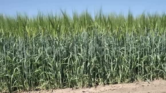 用除草剂和化肥处理有机未熟小麦前4k绿田大丰收视频的预览图