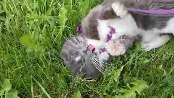猫躺在草地上绑在马具和皮带上视频的预览图