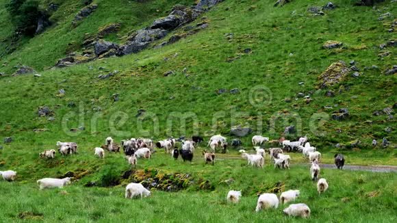 挪威一个阴天灰色的夏日一群棕色白色和黑色的山羊在山坡的绿草上自由放牧视频的预览图