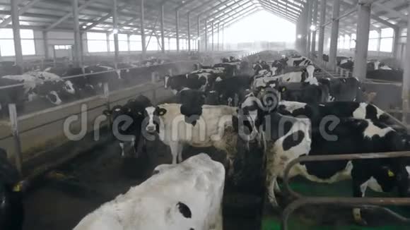 奶牛场有很多黑白奶牛视频的预览图