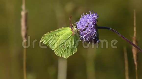 蝴蝶常见的蝴蝶花飞到了野生紫花视频的预览图