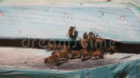 成群的蜜蜂飞到一个蜂巢里视频的预览图