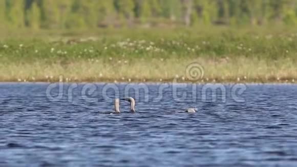 加维亚北极三只北极龙鸟在阳光明媚的夏日在亚马尔视频的预览图