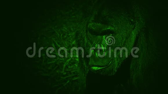 夜视镜大猩猩环顾丛林视频的预览图