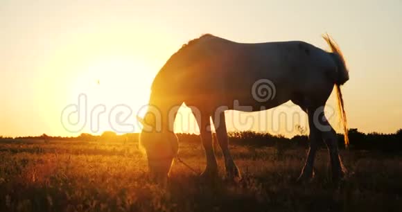 日落时分一匹大白马在田野里吃着生锈的草视频的预览图