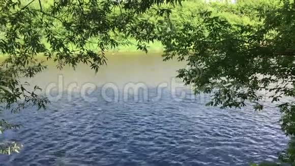 日兹德拉河在奥提纳的森林中隐居夏日晴朗的河声视频的预览图