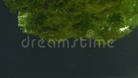 生菜叶子漂浮在水里视频的预览图