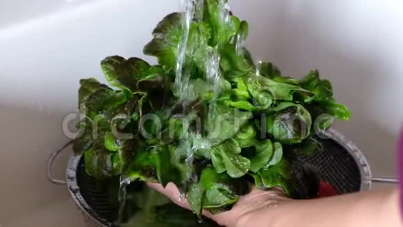 女人洗绿色新鲜沙拉视频的预览图