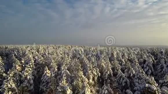 飞过冬松林树上正在下雪多云的天空视频的预览图