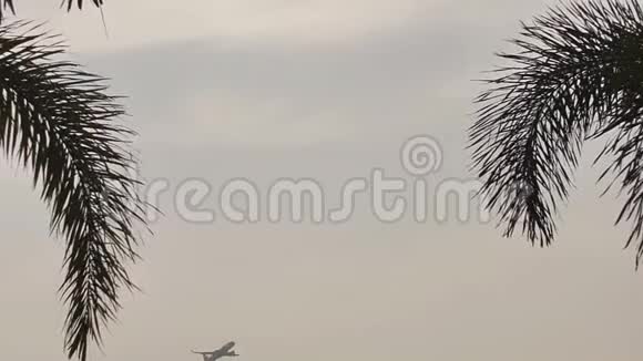 棕榈枝背景下的起飞飞机视频的预览图