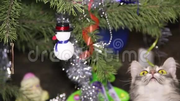 圣诞树附近的猫视频的预览图