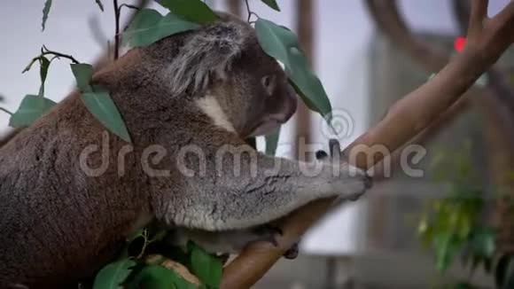动物园可爱无尾熊爬绿叶桉树的慢动作视频的预览图