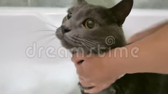 在浴室里用洗发水给一只灰色的猫洗澡视频的预览图