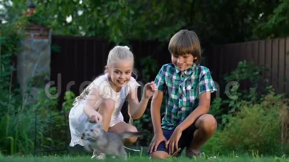 小快乐的孩子在草坪上追逐小猫孩子们在户外游戏视频的预览图