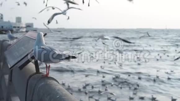 海鸥站在混凝土栅栏旁其他人只是在海港飞来飞去和平视频的预览图