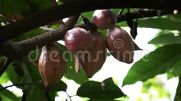 厄瓜多尔一棵树上有五个紫色可可豆视频的预览图