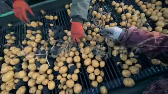 工人用土豆清洗输送机俯视视频的预览图