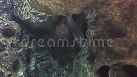 海洋馆附近岩石中的蜂窝海鳗海洋水族馆充满热带鱼类和植物视频的预览图