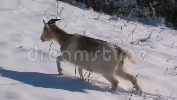雪地里的山羊视频的预览图