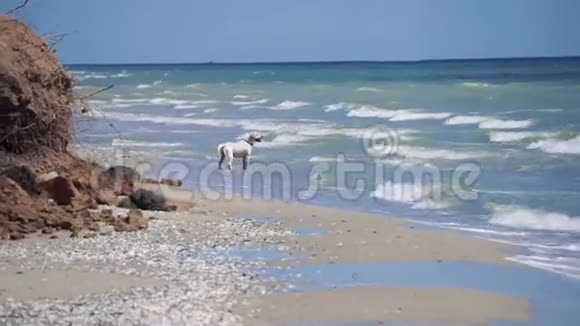 白狗看着海浪站在水里视频的预览图