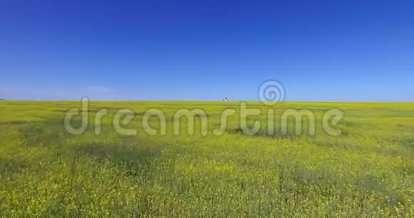风景盛开的科尔扎田野蓝天和地平线上的一座小房子慢慢地接近在科尔扎绽放的花朵视频的预览图