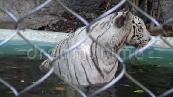 4一只孟加拉白虎夏天在动物园的池塘里洗澡视频的预览图