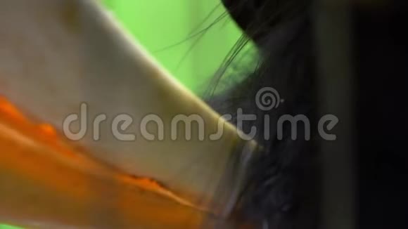圈养雌性大印度犀鸟喙羽的缓慢运动视频的预览图