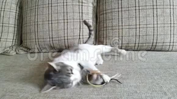 一只灰色条纹的猫在沙发上玩耍视频的预览图