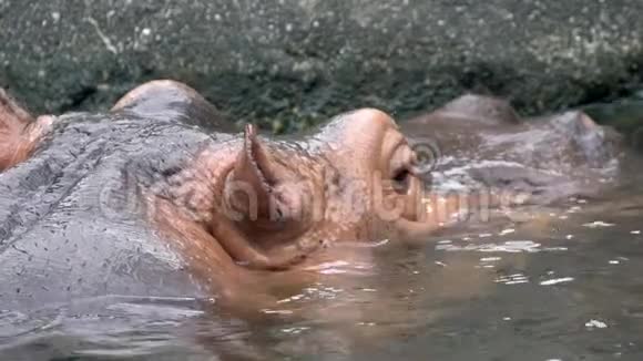 普通河马的慢动作在湖水中洗澡动物园里的河马视频的预览图
